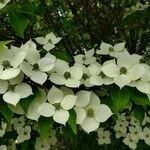Cornus kousa flower picture by Danny Nguyen (cc-by-sa)