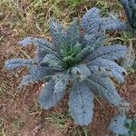 Brassica oleracea habit picture by Kai Best (cc-by-sa)