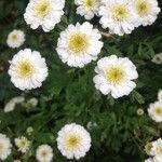 Tanacetum parthenium flower picture by nicki ki (cc-by-sa)