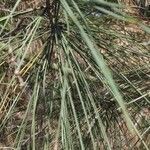 Pinus coulteri leaf picture by DGG DGG 2018 (cc-by-sa)