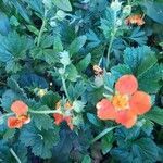 Geum coccineum flower picture by Lange Doris (cc-by-sa)