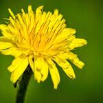 Leontodon tuberosus flower picture by Manuel Hernández (cc-by-sa)