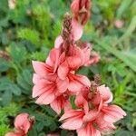 Indigofera campestris flower picture by Trap Hers (cc-by-sa)