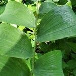 Polygonatum biflorum leaf picture by lein kaylen (cc-by-sa)