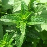 Mentha longifolia leaf picture by Dany DA CUNHA (cc-by-sa)