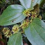 Smilax china leaf picture by Dieter Albrecht (cc-by-sa)
