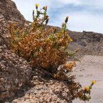 Haplopappus rigidus habit picture by Fabien Anthelme (cc-by-sa)