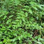 Leucothoe fontanesiana habit picture by jimseng jimseng (cc-by-sa)