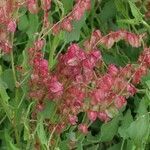 Rumex vesicarius fruit picture by Adolfo Cordero Rivera (cc-by-sa)