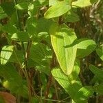 Hypericum punctatum leaf picture by Eyvette (cc-by-sa)
