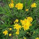 Hieracium umbellatum flower picture by Gerrit Jan van Ochten (cc-by-sa)