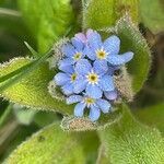 Myosotis alpestris leaf picture by David Hocken (cc-by-sa)