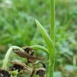 Ophrys fuciflora leaf picture by Antoine Ambard (cc-by-sa)