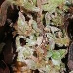 Glinus lotoides leaf picture by Joaquim Muchaxo (cc-by-sa)