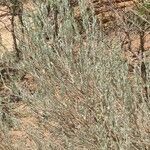 Artemisia tridentata habit picture by Serena boettcher (cc-by-sa)