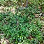 Vaccinium angustifolium habit picture by Jennifer Soukup (cc-by-sa)