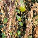 Amaranthus hybridus leaf picture by Christian Bouchet (cc-by-sa)