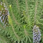 Echium candicans flower picture by ixidorr husk (cc-by-sa)