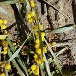 Acacia saligna flower picture by Gabi Holm (cc-by-sa)