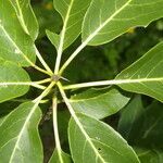 Cordia gerascanthus leaf picture by Nelson Zamora Villalobos (cc-by-nc)