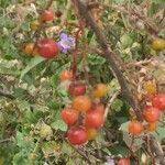 Ribes aureum fruit picture by DGG DGG 2018 (cc-by-sa)