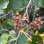 Argyreia nervosa fruit picture by laurent00031 (cc-by-sa)