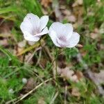 Linum tenuifolium flower picture by Isabelle Gay (cc-by-sa)