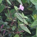 Ipomoea wightii flower picture by Maarten Vanhove (cc-by-sa)