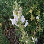 Antirrhinum graniticum flower picture by Fer Mon (cc-by-sa)