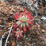 Drosera neocaledonica leaf picture by mimi (cc-by-sa)