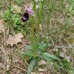 Ophrys bertolonii habit picture by Alessandro Pironi (cc-by-sa)