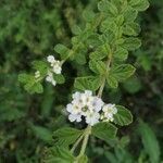 Lippia micromera flower picture by Horta Pérez (cc-by-sa)