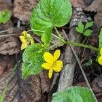 Viola glabella leaf picture by lloyd knopp (cc-by-sa)