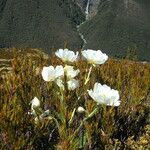 Ranunculus lyallii flower picture by Fabien Anthelme (cc-by-sa)