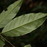 Brunfelsia guianensis leaf picture by Jean-François Molino (cc-by-sa)