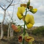 Crotalaria retusa flower picture by Venegas-Elizondo Carlos (cc-by-sa)