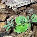 Lupinus hirsutissimus leaf picture by Felipe Shiguedomi (cc-by-sa)