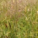 Agrostis canina flower picture by S R (cc-by-sa)