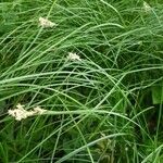 Carex brizoides habit picture by Georg Lanzl (cc-by-sa)