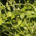 Stellaria ovata habit picture by Nelson Zamora Villalobos (cc-by-nc)