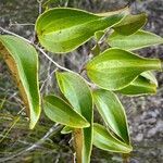 Smilax neocaledonica leaf picture by nicoplant (cc-by-sa)