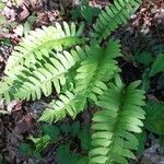 Polypodium virginianum leaf picture by Ron Notvest (cc-by-sa)