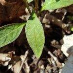 Claytonia caroliniana leaf picture by Bryce Avot (cc-by-sa)