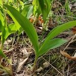 Convallaria majalis habit picture by raphaelh (cc-by-sa)