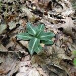 Goodyera pubescens habit picture by Robert Breeding (cc-by-sa)