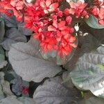 Clerodendrum speciosissimum flower picture by Virendra Singh Shekhawat (cc-by-sa)