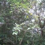 Ficus mauritiana habit picture by H. Goëau (cc-by-sa)