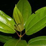 Conostegia rhodopetala leaf picture by Nelson Zamora Villalobos (cc-by-nc)