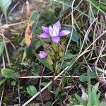 Gentianella lutescens flower picture by Krampl Tomáš (cc-by-sa)