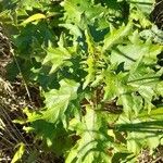 Solanum viarum habit picture by Trap Hers (cc-by-sa)